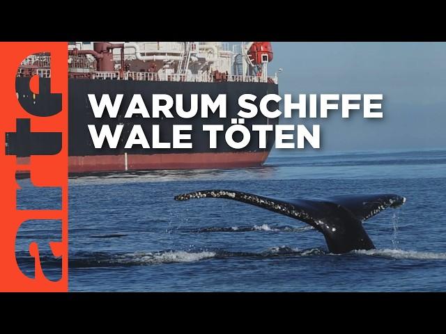 Warum sterben Wale? Der tödliche Schiffsverkehr | Doku HD | ARTE