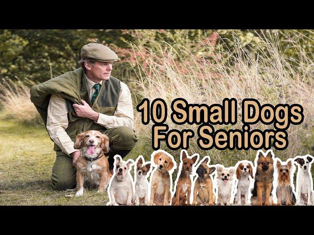 10 Best Small Dog Breeds for Seniors