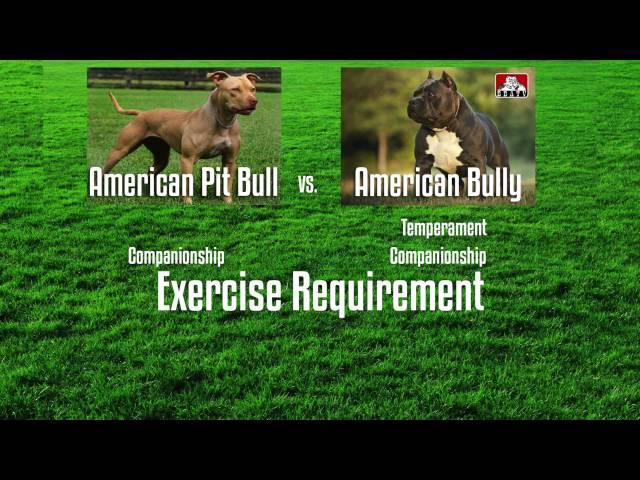 APBT VS. AMERICAN BULLY - A BUYER'S GUIDE