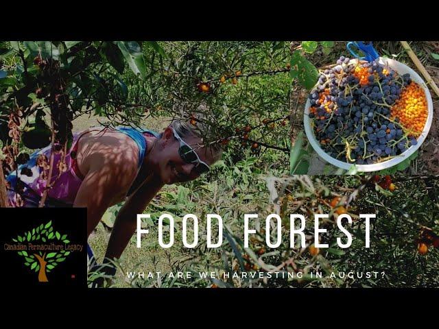 There is always something to eat in our permaculture food forest