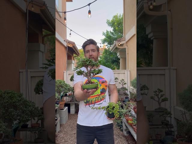 How to make a bonsai from a cutting #gardening #plants #bonsai  Music:  Skate | Musician: Jeff Kaale