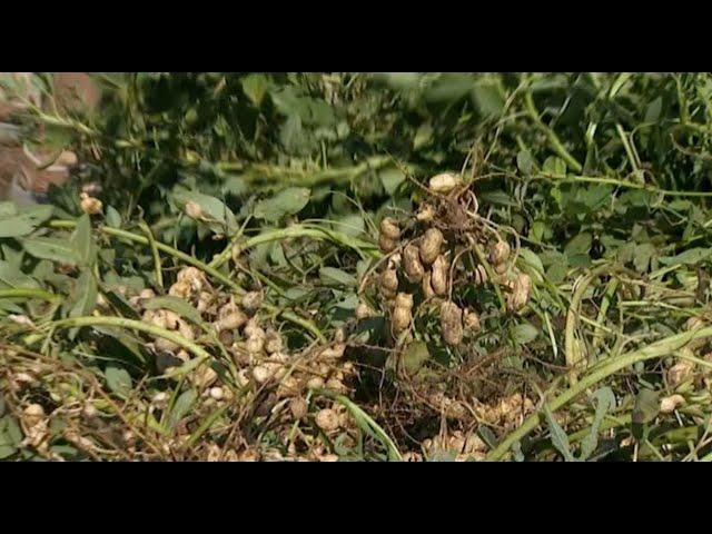 Harvesting Peanuts