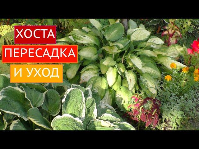 ХОСТА: ТОНКОСТИ ПЕРЕСАДКИ И СЕКРЕТЫ УХОДА!!