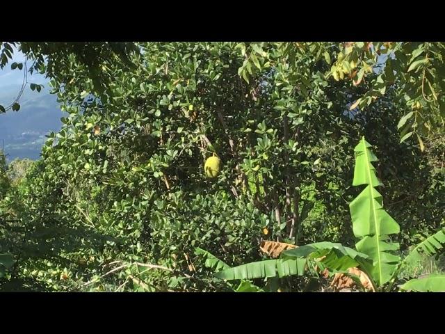 Manchester jamaica Jackfruit on the tree in the hills
