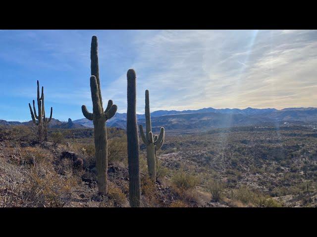 Fossil Hunting in the Arizona Desert  WAVP Conference Field Trip ️ February 16 2025 