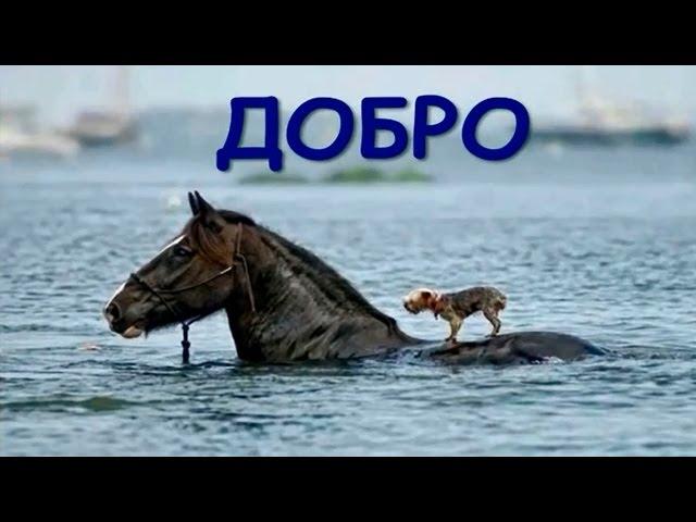 Братоубийственные войны. Как предотвратить кровопролитие? Максим Максимов