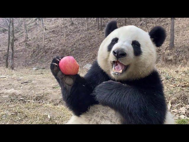 Lovely panda eating , powerful relaxing cured and sound