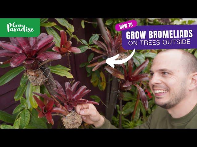 How to grow tropical Bromeliads on garden trees