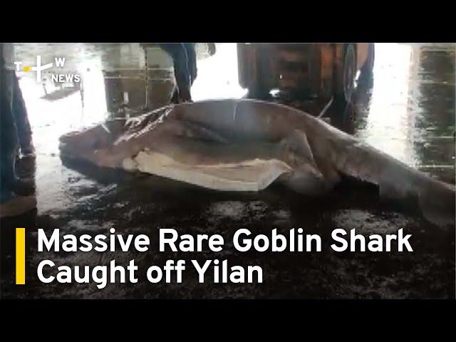 Yilan Fishers Catch Massive Rare Goblin Shark | TaiwanPlus News