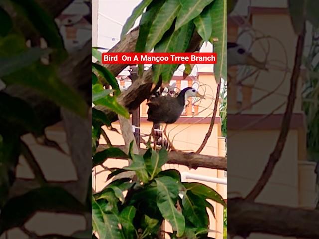 Plz Comment If Any One Knows This Unknown Bird ?? #birds #bird #tree #nature #short