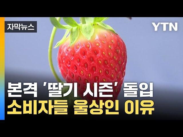 [자막뉴스] 겨울 제철 딸기 못 먹는다?...금딸기 우려에 '울상' / YTN