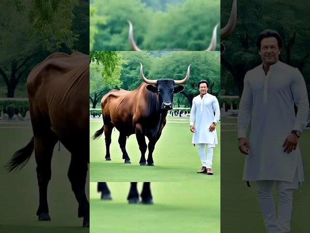 nak da koka | special eid | bull vidios | imran khan eid vidio |  jaila adiala qaidi no 804