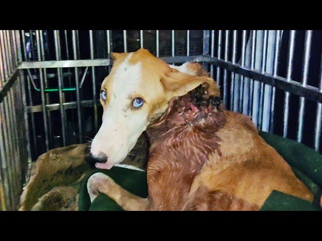 Almost fatal: healing dog's astounding neck wound...