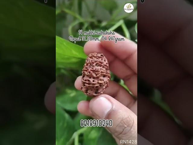 14 mukhi rudraksha #rudraksha#shiv #om #rudra #rudraksh #rudraksha #mahadev #viral #shorts