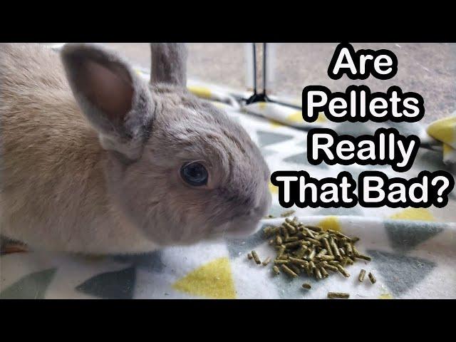 Rabbit Food: Pellets vs. Whole Foods