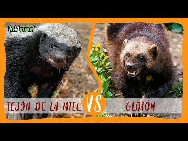 TEJÓN DE LA MIEL VS GLOTÓN: Batalla de los mas valientes.