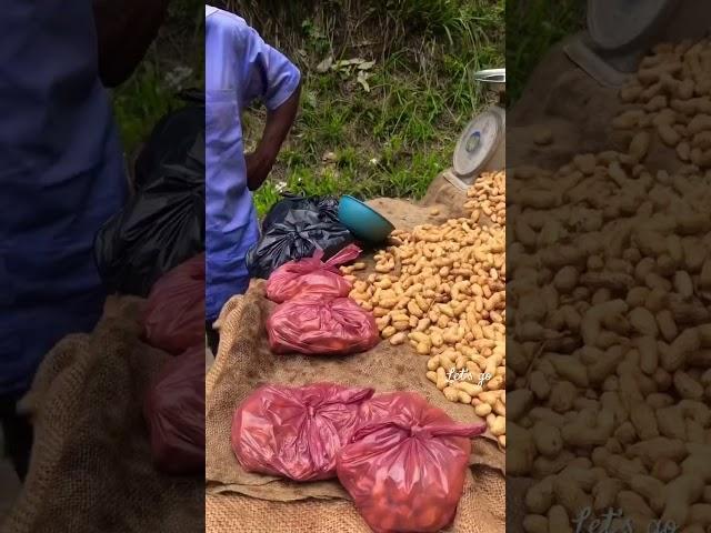 Jumbo peanut.  #travel #nature #food