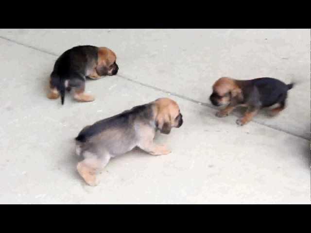 Puggle Puppies For Sale at www.greenfieldpuppies.com