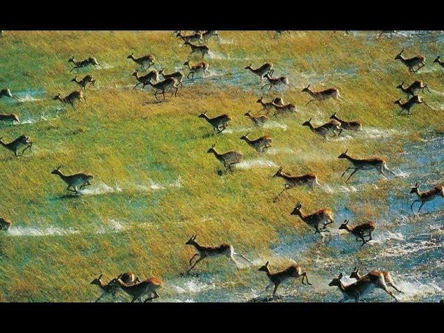 The Okavango Delta - Okavango River | Africa Predators (2018 Documentary)