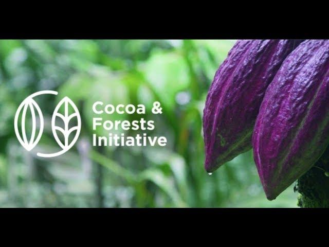 The urgency and action of the Cocoa & Forests Initiative