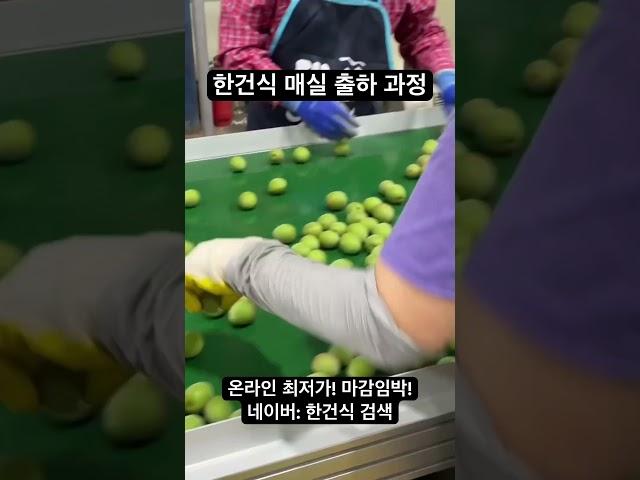 한건식 매실 출하 과정#매실 #청매 #과일 #하동매실 #청매실 #과일맛집 #과일정보