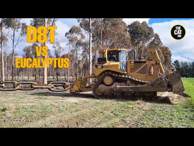 Caterpillar D8 VS eucalyptus