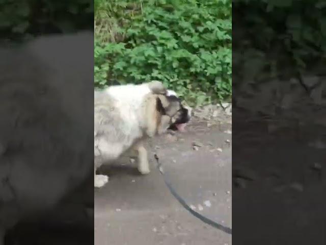Щенок кавказской овчарки. Команда рядом!