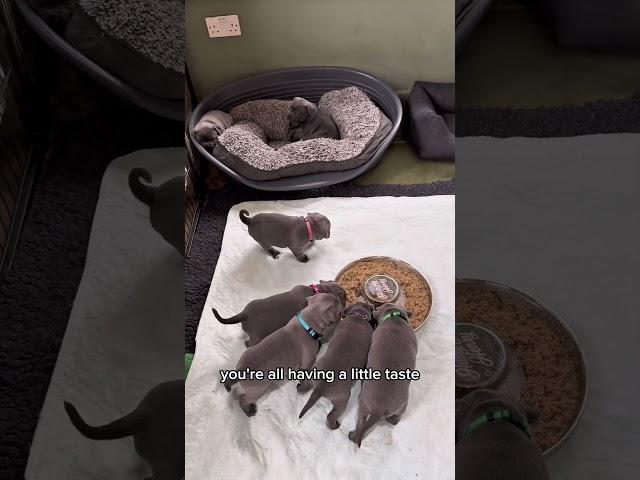 Dinner Time for Sleepy Staffy Puppies  A little encouragement required for Smudgekins. ️