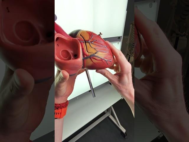 Coronary artery anatomy