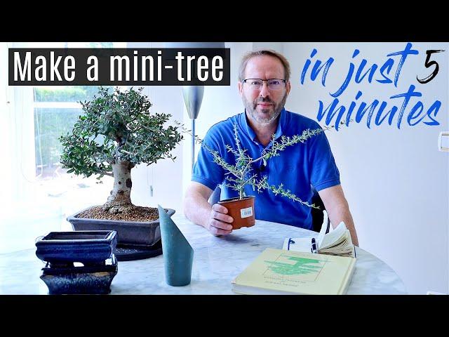 How to make a bonsai tree - from a cutting