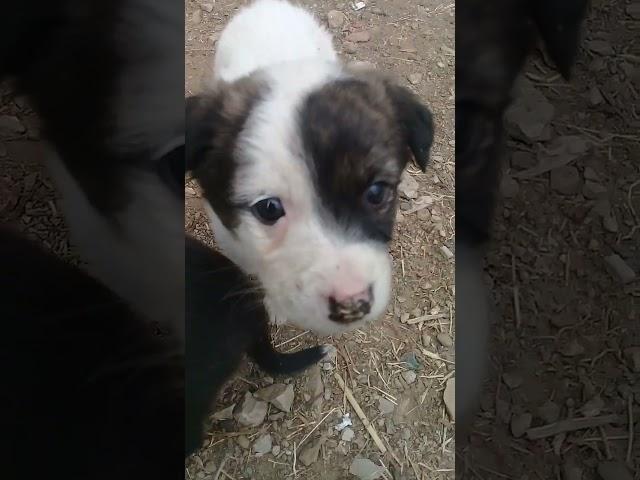 New Born Stray puppies learned to walk | Mountain Village -Nature Buddies #anime #animals #uk #viral