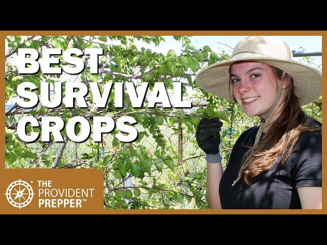 Best Crops to Grow in a Survival Garden