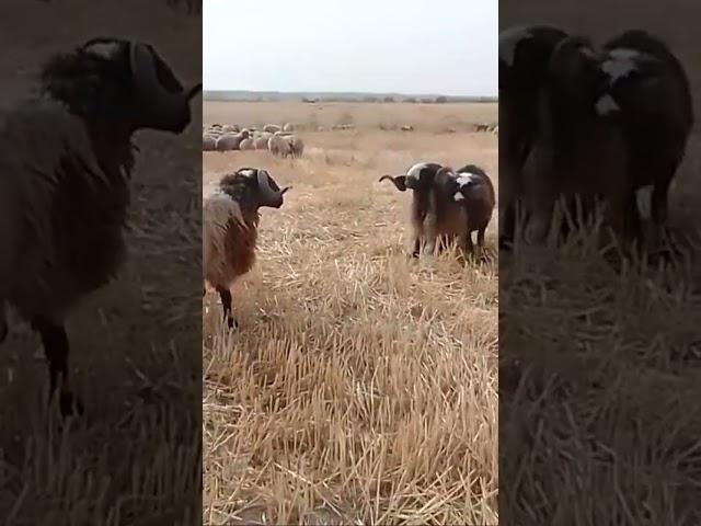 اشتركو بقناتي مربي الاغنام غنم جبل مشاءالله تبارك الرحمن #animal عركة كباش