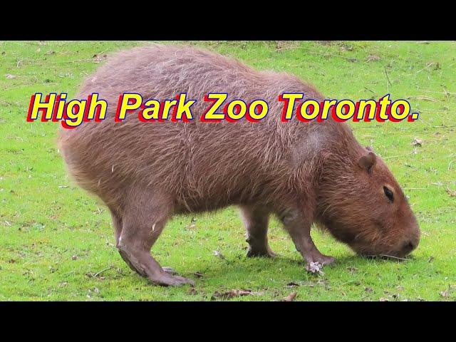 High Park Zoo Toronto 2024. #zoo #shamshermannbti