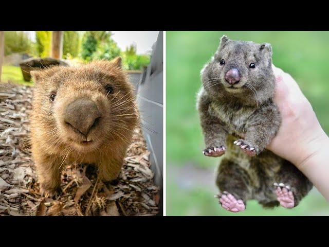 Wombat  Their Butts are a LITERAL Shield!