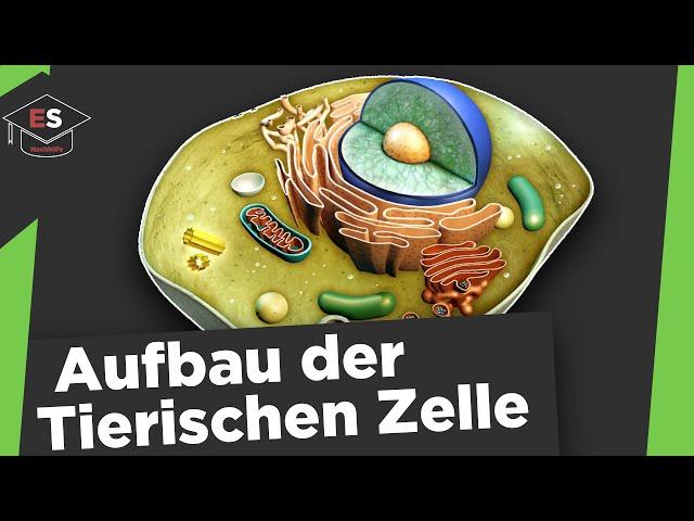 Tierische Zelle - Aufbau und Funktionen - Tierische Zelle Aufbau und Funktionen einfach erklärt!