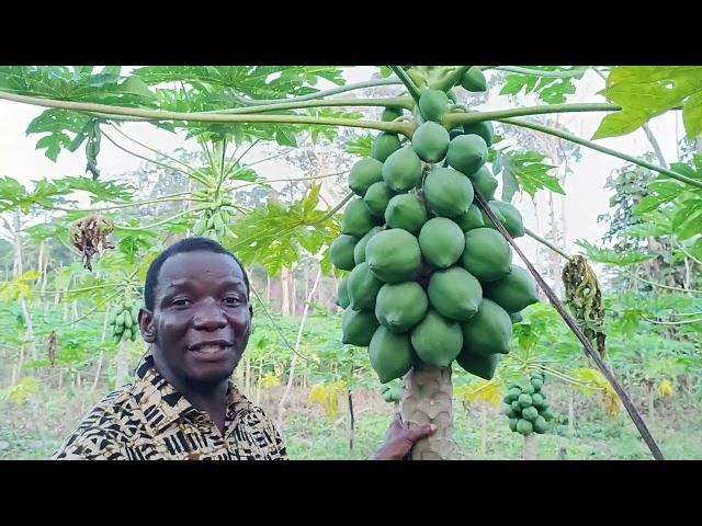 Les Papayers Hybrides ! Un forte rentabilité pour le paysan. Eco- Ferme Agroforestière Baba Green