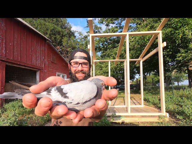 Smallest Pigeons in the World?!?! Building a Homing Pigeon Loft!!!