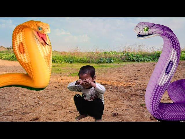 Big yellow snake attack || snake video || saamp wala video