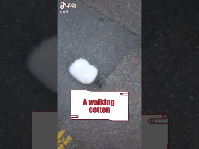 What is that cotton ball doing rolling around the ground?