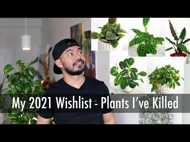 5 Houseplants I Regret Killing | Indoor Plants I’ve Killed and Will Try Again