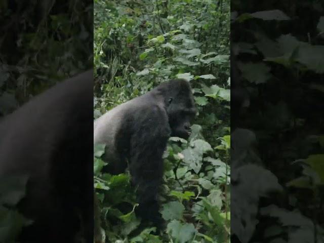 Filming Gorillas in Africa