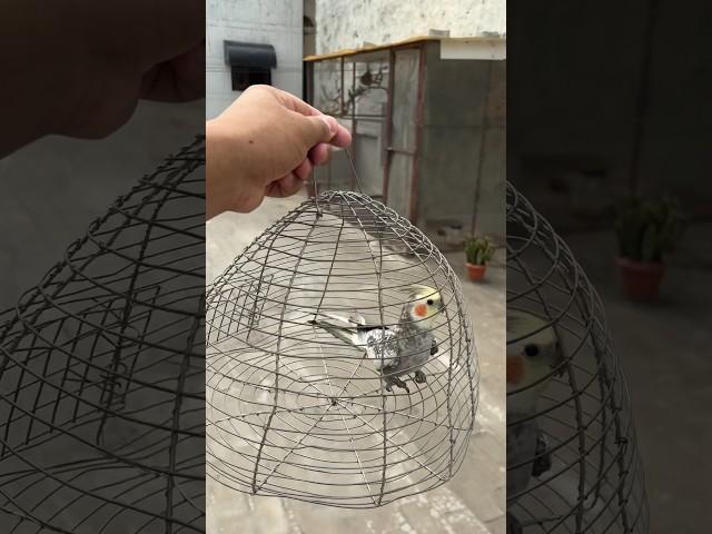 Releasing Cockatiel Parrot in Open Bird Aviary- Master Cage #cockatail #parrot