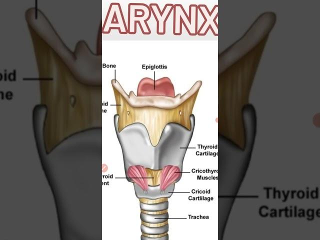 larynx || diagram of larynx || #medico #anatomy #medical #medicalstudent #biology #medicalstudent