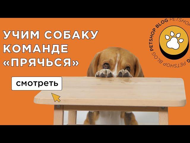 Как научить собаку команде ПРЯЧЬСЯ? Дрессировка собак в рубрике "Дай лапу"