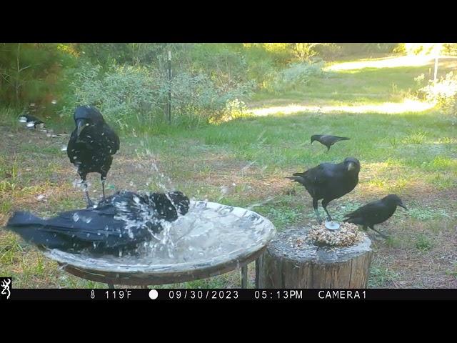 Crows are shocked when a Vulture gets on their bird bath! Look at the two guys in the background! 