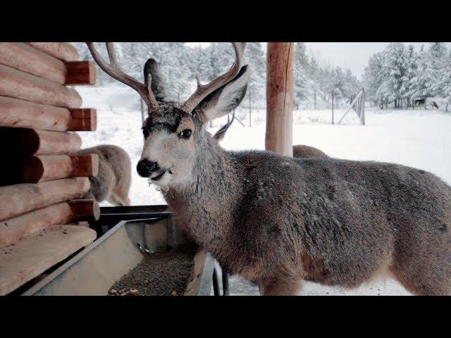 Yukon Wildlife Preserve | Whitehorse Yukon Canada Part 2 [Travel Vlog]