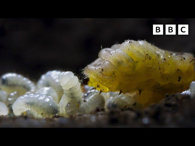 Carnivorous UNDERCOVER caterpillar  | Wild Isles - BBC