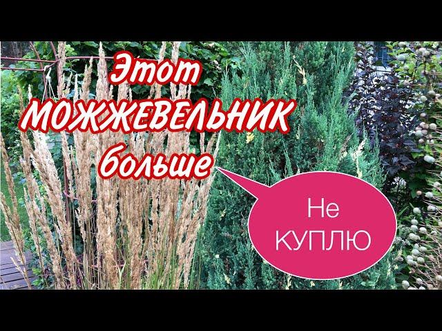 Можжевельник .Никогда НЕ ПОСАЖУ. Можжевельник Стрикта. Проблемный .#хвойные#можжевельники#сад#дача