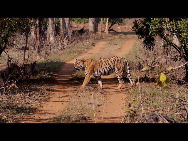 Tigers and other wildlife of Central India HD